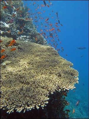 Tauchurlaub in Sharm el Sheik Na'ama Bay - Rotes Meer Ägypten Ras Mahammed