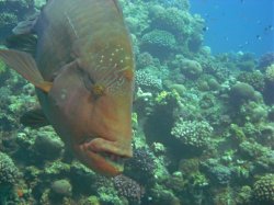 Unterwasserfotos Tauchbilder Hausriff Ghazala Beach Hotel Sinai Divers