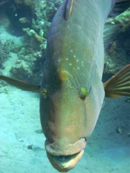 Unterwasserfotos Tauchbilder Hausriff Ghazala Beach Hotel Sinai Divers