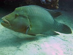 Unterwasserfotos Tauchbilder Hausriff Ghazala Beach Hotel Sinai Divers