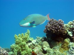 Unterwasserfotos Tauchbilder Hausriff Ghazala Beach Hotel Sinai Divers