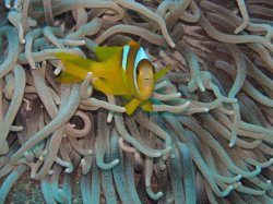 Unterwasserfotos Tauchbilder Hausriff Ghazala Beach Hotel Sinai Divers