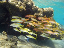 Unterwasserfotos Tauchbilder Hausriff Ghazala Beach Hotel Sinai Divers