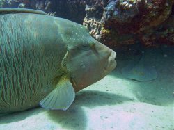 Unterwasserfotos Tauchbilder Hausriff Ghazala Beach Hotel Sinai Divers