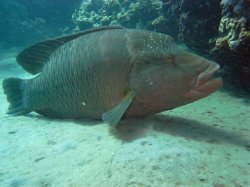 Unterwasserfotos Tauchbilder Hausriff Ghazala Beach Hotel Sinai Divers