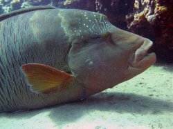 Unterwasserfotos Tauchbilder Hausriff Ghazala Beach Hotel Sinai Divers