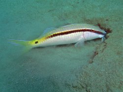Unterwasserfotos Tauchbilder Hausriff Ghazala Beach Hotel Sinai Divers