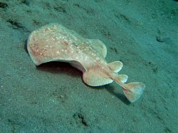 Unterwasserfotos Tauchbilder Hausriff Ghazala Beach Hotel Sinai Divers