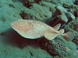 Unterwasserfotos Tauchbilder Hausriff Ghazala Beach Hotel Sinai Divers