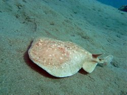 Unterwasserfotos Tauchbilder Hausriff Ghazala Beach Hotel Sinai Divers