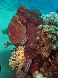 Unterwasserfotos Tauchbilder Hausriff Ghazala Beach Hotel Sinai Divers