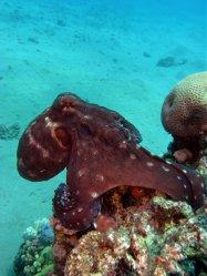 Unterwasserfotos Tauchbilder Hausriff Ghazala Beach Hotel Sinai Divers