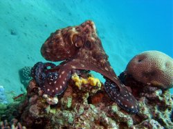 Unterwasserfotos Tauchbilder Hausriff Ghazala Beach Hotel Sinai Divers