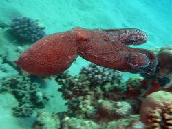 Unterwasserfotos Tauchbilder Hausriff Ghazala Beach Hotel Sinai Divers