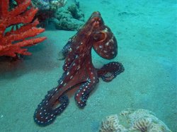 Unterwasserfotos Tauchbilder Hausriff Ghazala Beach Hotel Sinai Divers