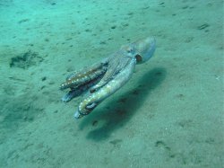 Unterwasserfotos Tauchbilder Hausriff Ghazala Beach Hotel Sinai Divers