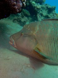Unterwasserfotos Tauchbilder Hausriff Ghazala Beach Hotel Sinai Divers
