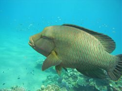 Unterwasserfotos Tauchbilder Hausriff Ghazala Beach Hotel Sinai Divers