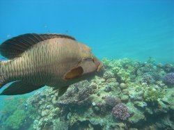 Unterwasserfotos Tauchbilder Hausriff Ghazala Beach Hotel Sinai Divers