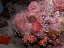 Unterwasserfotos Tauchbilder Hausriff Ghazala Beach Hotel Sinai Divers