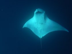 Unterwasserfotos Tauchbilder  Sinai Divers