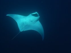 Unterwasserfotos Tauchbilder  Sinai Divers