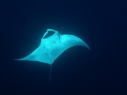 Unterwasserfotos Tauchbilder  Sinai Divers
