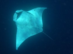 Unterwasserfotos Tauchbilder  Sinai Divers