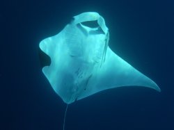 Unterwasserfotos Tauchbilder  Sinai Divers