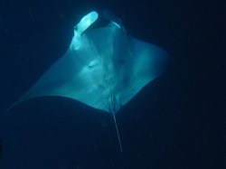 Unterwasserfotos Tauchbilder  Sinai Divers
