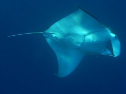 Unterwasserfotos Tauchbilder  Sinai Divers