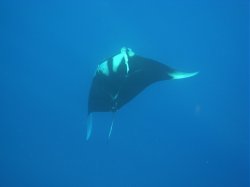 Unterwasserfotos Tauchbilder  Sinai Divers