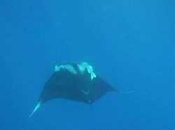 Unterwasserfotos Tauchbilder  Sinai Divers