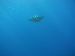 Unterwasserfotos Tauchbilder  Sinai Divers