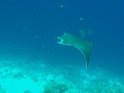 Unterwasserfotos Tauchbilder  Sinai Divers