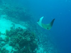Unterwasserfotos Tauchbilder  Sinai Divers