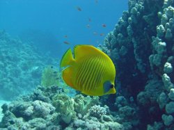 Unterwasserfotos Tauchbilder  Sinai Divers