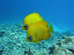 Unterwasserfotos Tauchbilder  Sinai Divers