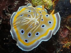 Unterwasserfotos Tauchbilder  Sinai Divers
