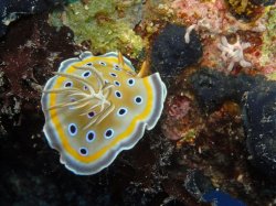 Unterwasserfotos Tauchbilder  Sinai Divers
