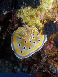 Unterwasserfotos Tauchbilder  Sinai Divers