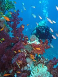 Unterwasserfotos Tauchbilder  Sinai Divers