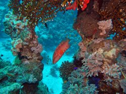 Unterwasserfotos Tauchbilder  Sinai Divers