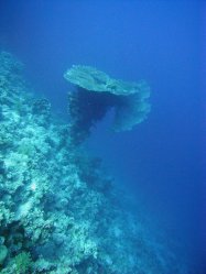 Unterwasserfotos Tauchbilder  Sinai Divers