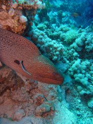 Unterwasserfotos Tauchbilder  Sinai Divers