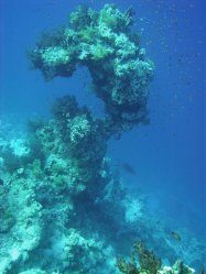 Unterwasserfotos Tauchbilder  Sinai Divers