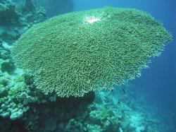 Unterwasserfotos Tauchbilder  Sinai Divers