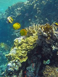 Unterwasserfotos Tauchbilder  Sinai Divers