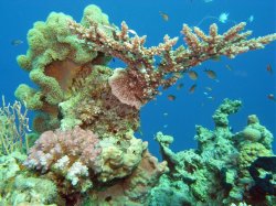 Unterwasserfotos Tauchbilder  Sinai Divers