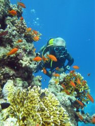 Unterwasserfotos Tauchbilder  Sinai Divers